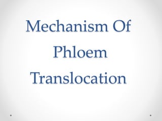 Mechanism Of 
Phloem 
Translocation 
 