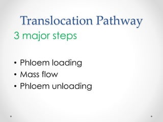 Translocation Pathway 
3 major steps 
• Phloem loading 
• Mass flow 
• Phloem unloading 
 