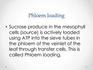 Phloem loading 
• Sucrose produce in the mesophyll 
cells (source) is actively loaded 
using ATP into the sieve tubes in 
the phloem of the veinlet of the 
leaf through transfer cells. This is 
called Phloem loading. 
 