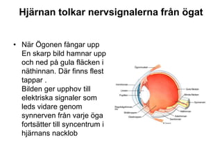sinnesorgan-och-hormoner-ppt