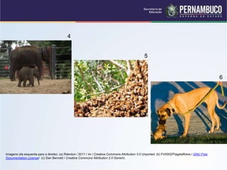 4
5
6
Imagens (da esquerda para a direita): (a) Rdenton / 2011 / im / Creative Commons Attribution 3.0 Unported. (b) Fir0002/Flagstaffotos / GNU Free
Documentation License/ (c) Dan Bennett / Creative Commons Attribution 2.0 Generic.
 