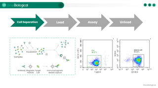 Antibody Discovery by Single B Cell Screening on Beacon® | PDF