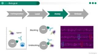Antibody Discovery by Single B Cell Screening on Beacon® | PDF