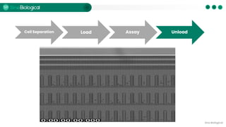 Antibody Discovery by Single B Cell Screening on Beacon® | PDF