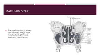 MAXILLARY SINUS
 The maxillary sinus is a bony
box bounded by eye, nose,
mouth, cheek, pterygoid
space and nasopharynx.
 