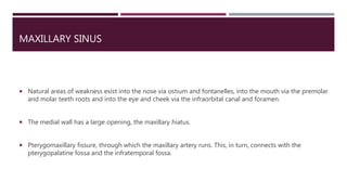 MAXILLARY SINUS
 Natural areas of weakness exist into the nose via ostium and fontanelles, into the mouth via the premolar
and molar teeth roots and into the eye and cheek via the infraorbital canal and foramen.
 The medial wall has a large opening, the maxillary hiatus.
 Pterygomaxillary fissure, through which the maxillary artery runs. This, in turn, connects with the
pterygopalatine fossa and the infratemporal fossa.
 