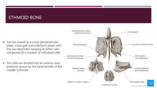 ETHMOID BONE
 Can be viewed as a cross (perpendicular
plate, crista galli and cribriform plate) with
the two labyrinths hanging at either side
composed of a number of individual cells
 The cells are divided into an anterior and
posterior group by the basal lamella of the
middle turbinate.
 
