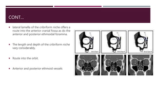 CONT…
 lateral lamella of the cribriform niche offers a
route into the anterior cranial fossa as do the
anterior and posterior ethmoidal foramina.
 The length and depth of the cribriform niche
vary considerably.
 Route into the orbit.
 Anterior and posterior ethmoid vessels
 