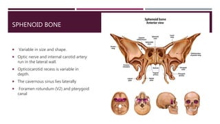 SPHENOID BONE
 Variable in size and shape.
 Optic nerve and internal carotid artery
run in the lateral wall.
 Opticocarotid recess is variable in
depth.
 The cavernous sinus lies laterally
 Foramen rotundum (V2) and pterygoid
canal
 