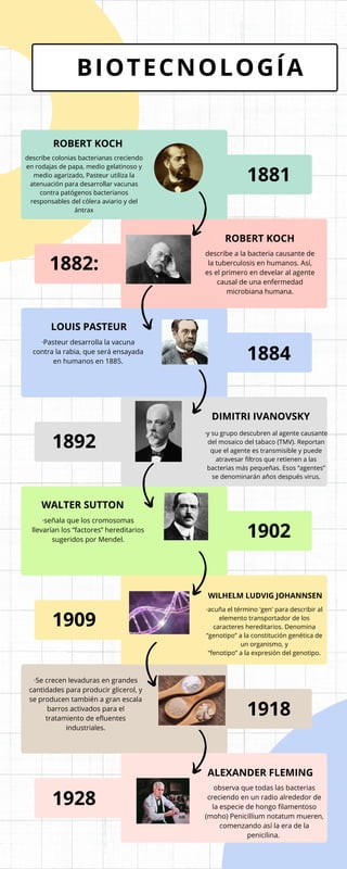 ROBERT KOCH
describe colonias bacterianas creciendo
en rodajas de papa, medio gelatinoso y
medio agarizado, Pasteur utiliza la
atenuación para desarrollar vacunas
contra patógenos bacterianos
responsables del cólera aviario y del
ántrax
1881
1882:
ROBERT KOCH
describe a la bacteria causante de
la tuberculosis en humanos. Así,
es el primero en develar al agente
causal de una enfermedad
microbiana humana.
LOUIS PASTEUR
·Pasteur desarrolla la vacuna
contra la rabia, que será ensayada
en humanos en 1885.
1884
1892
DIMITRI IVANOVSKY
·y su grupo descubren al agente causante
del mosaico del tabaco (TMV). Reportan
que el agente es transmisible y puede
atravesar filtros que retienen a las
bacterias más pequeñas. Esos “agentes”
se denominarán años después virus.
WALTER SUTTON
·señala que los cromosomas
llevarían los “factores” hereditarios
sugeridos por Mendel.
1902
1909
WILHELM LUDVIG JOHANNSEN
·acuña el término 'gen' para describir al
elemento transportador de los
caracteres hereditarios. Denomina
“genotipo” a la constitución genética de
un organismo, y
“fenotipo” a la expresión del genotipo.
·Se crecen levaduras en grandes
cantidades para producir glicerol, y
se producen también a gran escala
barros activados para el
tratamiento de efluentes
industriales.
1918
1928
ALEXANDER FLEMING
observa que todas las bacterias
creciendo en un radio alrededor de
la especie de hongo filamentoso
(moho) Penicillium notatum mueren,
comenzando así la era de la
penicilina.
BIOTECNOLOGÍA
 