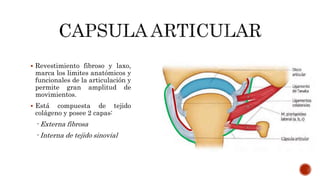  Revestimiento fibroso y laxo,
marca los limites anatómicos y
funcionales de la articulación y
permite gran amplitud de
movimientos.
 Está compuesta de tejido
colágeno y posee 2 capas:
- Externa fibrosa
- Interna de tejido sinovial
 