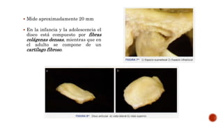  Mide aproximadamente 20 mm
 En la infancia y la adolescencia el
disco está compuesto por fibras
colágenas densas, mientras que en
el adulto se compone de un
cartílago fibroso.
 
