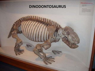 DINODONTOSAURUS
 