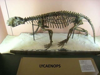 LYCAENOPS
 