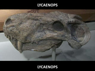 LYCAENOPS
LYCAENOPS
 