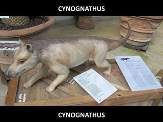 CYNOGNATHUS
CYNOGNATHUS
 