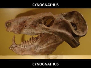 CYNOGNATHUS
CYNOGNATHUS
 
