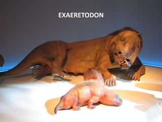 EXAERETODON
 