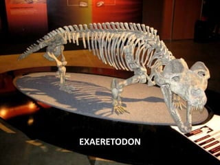 EXAERETODON
 