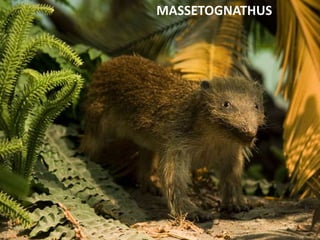 MASSETOGNATHUS
 