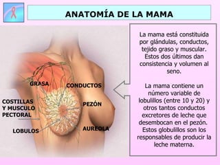 ANATOMÍA DE LA MAMA COSTILLAS Y MUSCULO PECTORAL La mama está constituida por glándulas, conductos, tejido graso y muscular. Estos dos últimos dan consistencia y volumen al seno. La mama contiene un número variable de lobulillos (entre 10 y 20) y otros tantos conductos excretores de leche que desembocan en el pezón.  Estos globulillos son los responsables de producir la leche materna. PEZÓN AUREOLA GRASA LOBULOS CONDUCTOS 