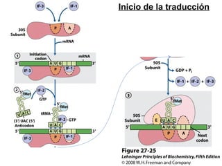 Inicio de la traducción
 