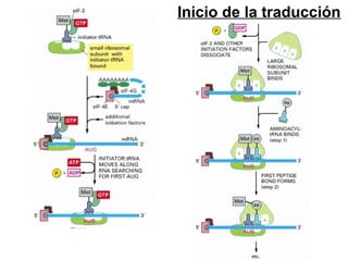 Inicio de la traducción
 
