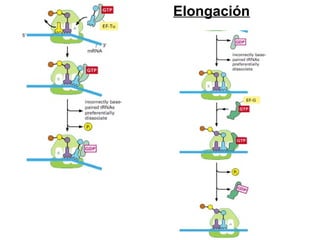Elongación
 