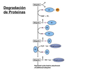 Degradación
de Proteínas
 