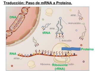 Traducción: Paso de mRNA a Proteína.


   DNA



                    tRNA




                                       Proteína
   RNA


                           Ribosoma
                            (rRNA)
 