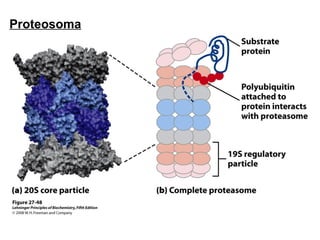 Proteosoma
 