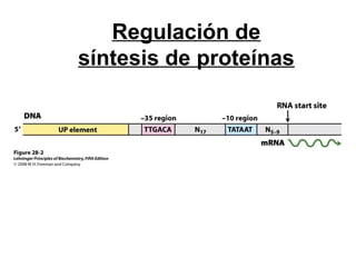 Regulación de
síntesis de proteínas
 