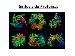 Síntesis de Proteínas
 