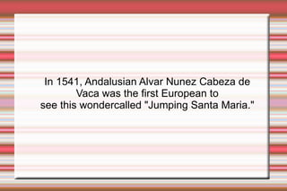 In 1541, Andalusian Alvar Nunez Cabeza de Vaca was the first European to see this wondercalled "Jumping Santa Maria."
