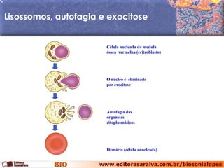 Lisossomos, autofagia e exocitose Célula nucleada da medula óssea  vermelha (eritroblasto) O núcleo é  eliminado  por exocitose Autofagia das organelas citoplasmáticas Hemácia (célula anucleada) 