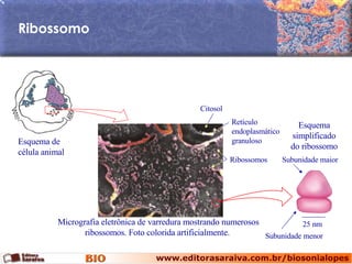 Ribossomo Esquema simplificado do ribossomo Micrografia eletrônica de varredura mostrando numerosos ribossomos. Foto colorida artificialmente.  Esquema de célula animal Subunidade maior Subunidade menor 25 nm Ribossomos Retículo endoplasmático granuloso Citosol 