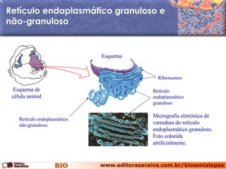 Retículo endoplasmático granuloso e não-granuloso Esquema Esquema de célula animal Micrografia eletrônica de varredura do retículo endoplasmático granuloso. Foto colorida artificialmente. Ribossomos Retículo endoplasmático não-granuloso Retículo endoplasmático granuloso 