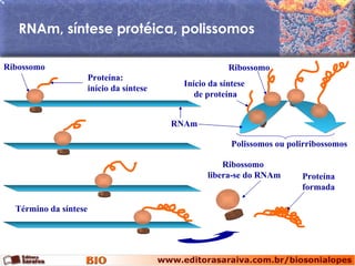 RNAm, síntese protéica, polissomos Ribossomo Término da síntese Ribossomo  libera-se do RNAm Proteína formada Ribossomo Início da síntese  de proteína Polissomos ou polirribossomos Proteína:  início da síntese RNAm 