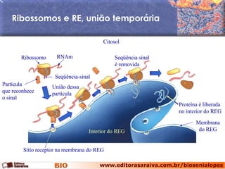 Ribossomos e RE, união temporária Interior do REG Citosol União dessa partícula Seqüência sinal é removida Membrana do REG Partícula que reconhece o sinal Seqüência-sinal RNAm Ribossomo Sítio receptor na membrana do REG Proteína é liberada no interior do REG 