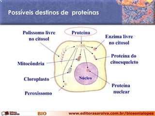 Núcleo Possíveis destinos de  proteínas Polissomo livre no citosol Peroxissomo Enzima livre no citosol Proteína nuclear Proteína do  citoesqueleto Cloroplasto Mitocôndria Proteína 