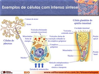 Exemplos de células com intensa síntese Células do  pâncreas Cavidade intestinal Célula glandular do epitélio intestinal Ácino Lúmen do ácino Retículo endoplasmático granuloso: síntese e transporte Mitocôndria:  fonte de energia Complexo golgiense Vesícula eliminando secreção (exocitose) Vesículas cheias de secreção soltando-se do complexo golgiense Entrada de aminoácidos Núcleo Porção apical Porção basal Mitocôndria Núcleo Vesículas contendo muco 