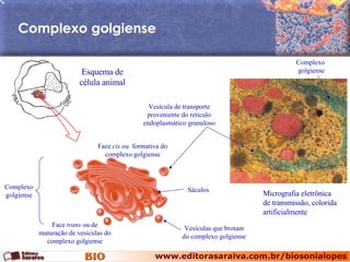 Complexo golgiense  Face  cis  ou  formativa do complexo golgiense Face  trans  ou de maturação de vesículas do complexo golgiense Micrografia eletrônica  de transmissão, colorida artificialmente Esquema de célula animal Vesículas que brotam do complexo golgiense Vesícula de transporte proveniente do retículo endoplasmático granuloso Complexo golgiense Complexo  golgiense Sáculos 