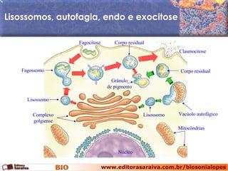 Lisossomos, autofagia, endo e exocitose Fagocitose Clasmocitose Núcleo Mitocôndrias Complexo golgiense Lisossomo Fagossomo Corpo residual Grânulo de pigmento Lisossomo Vacúolo autofágico Corpo residual 
