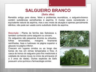 4
Descrição : Planta da família das Salicácea e,
também conhecida como salgueiro ou sincero.
Os salgueiros são pequenas árvores ou arbustos,
folhas lanceoladas, margens finamente
serrilhadas, lisas e lustrosas na página superior e
glaucas na página inferior.
Crescem em lugares úmidos ou ao longo das
beiras de rios em climas temperados e frios; A
casca do tronco do salgueiro para fins medicinais é
coletada de ramos novos no início da primavera (2
a 3 anos de idade). Outras espécies de Salix
possuem uma química e farmacologia similar.
SALGUEIRO BRANCO
(Salix alba)
Remédio antigo para dores, febre e problemas reumáticos, o salgueiro-branco
contém substâncias semelhantes à aspirina. E muitas vezes considerado o
equivalente natural da aspirina, mas o seu modo de atuação é apenas parcialmente
idêntico, não pode ser usado como substituto direto da aspirina.
 