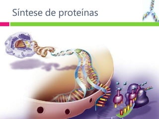 Síntese de proteínas
 
