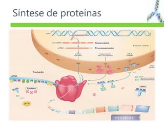 Síntese de proteínas
37
 