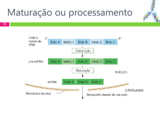 21
Maturação ou processamento
 