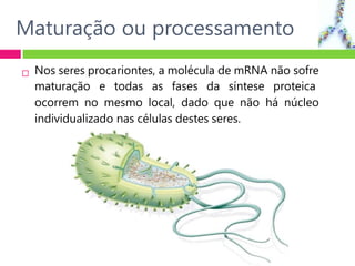  Nos seres procariontes, a molécula de mRNA não sofre
maturação e todas as fases da síntese proteica
ocorrem no mesmo local, dado que não há núcleo
individualizado nas células destes seres.
Maturação ou processamento
 