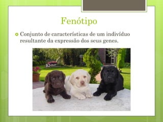 Fenótipo
 Conjunto de características de um indivíduo
resultante da expressão dos seus genes.
Nuno Correia 2011/12
 