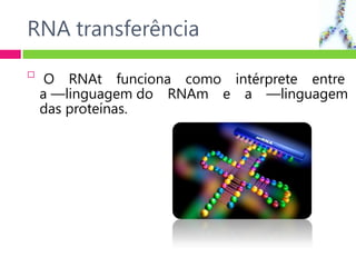RNA transferência

O RNAt funciona como intérprete entre
a ―linguagem do RNAm e a ―linguagem
das proteínas.
 